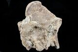 Mosasaur (Platecarpus) Dorsal Vertebra - Kansas #73699-1
